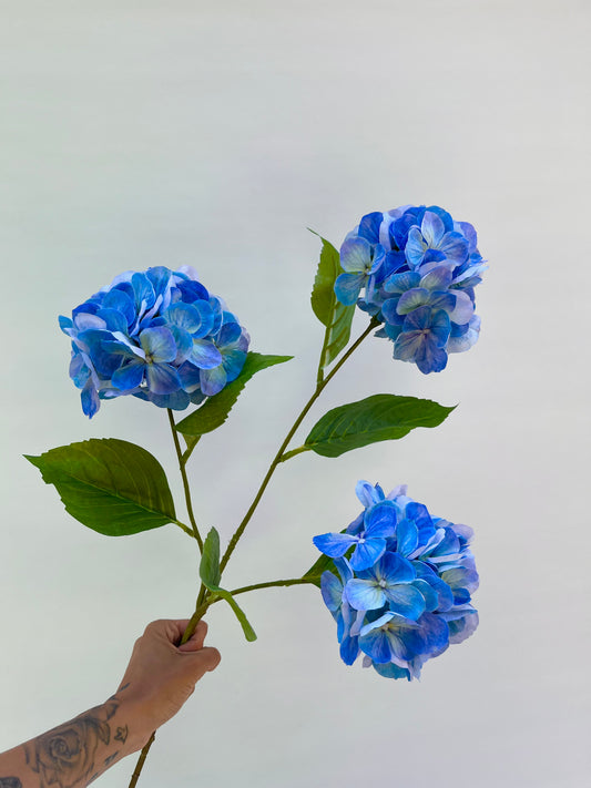 Hortensia